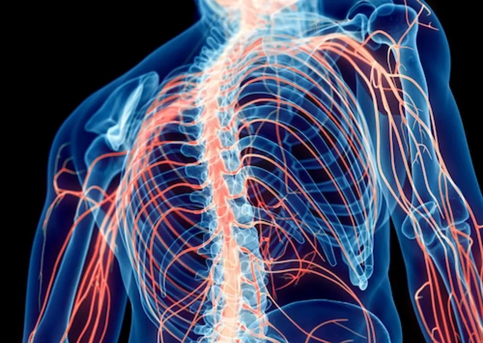 Digital image of human figure with the brain and nervous system highlighted inside in bright blue and bright orange.