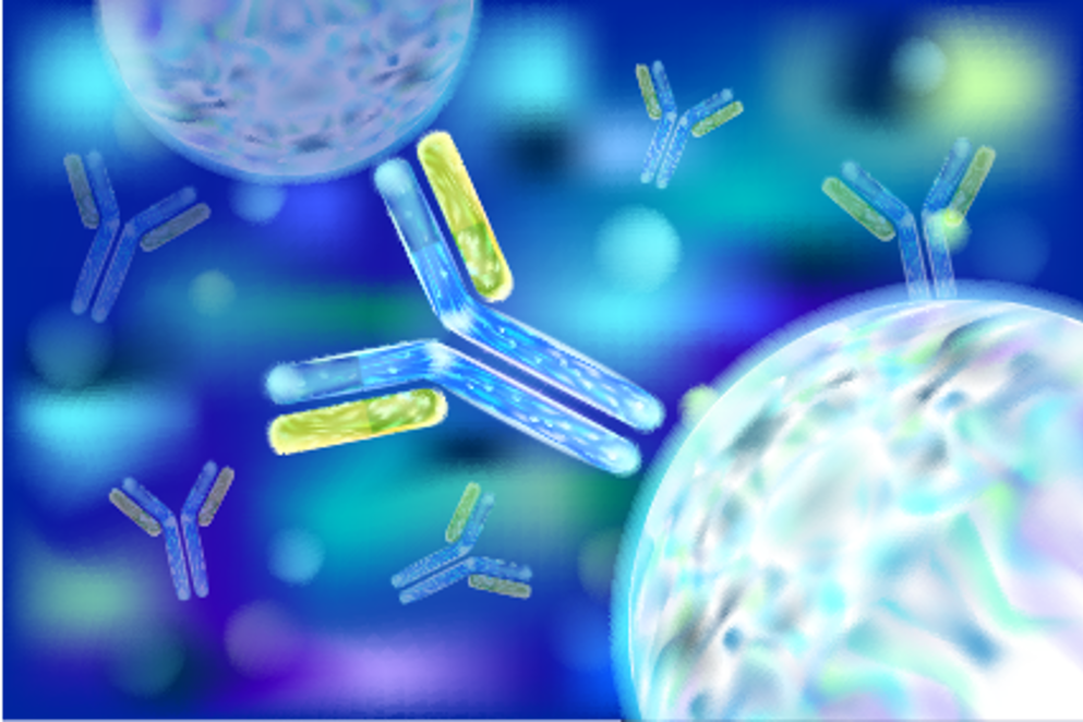 Antibodies