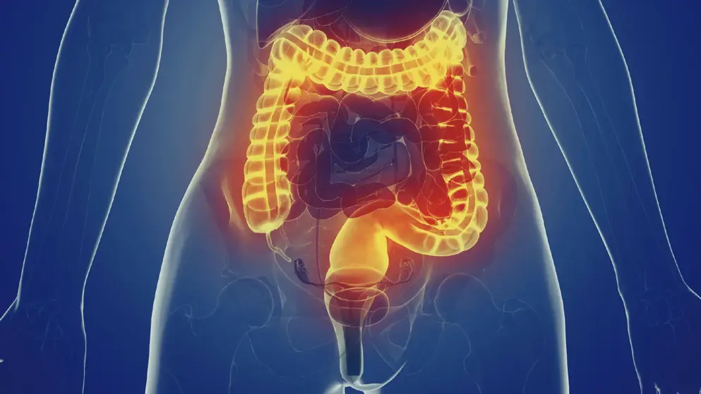 3d rendered medically accurate illustration of a womans large intestine