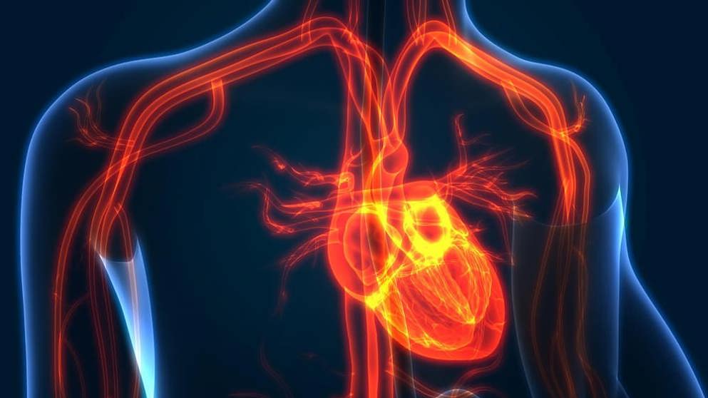 Cardiovascular Metabolism