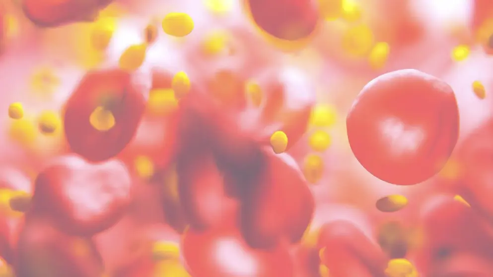 Red blood cells Red blood cells