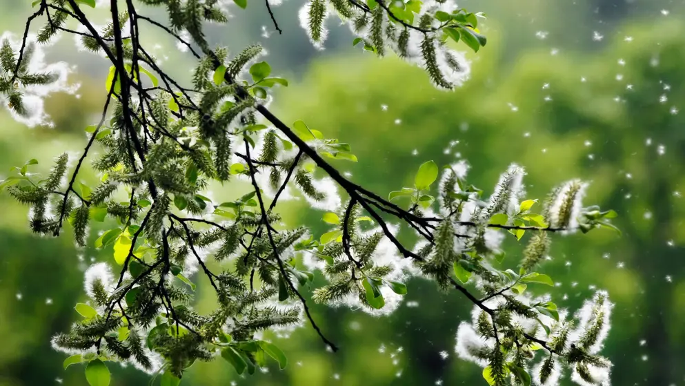 Tree pollen blowing off of the branches