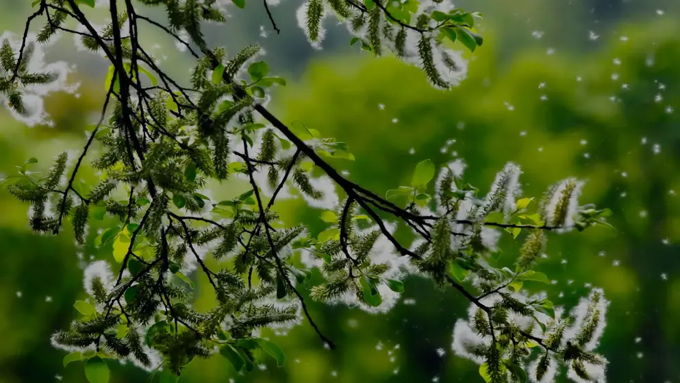 Tree pollen blowing off of the branches