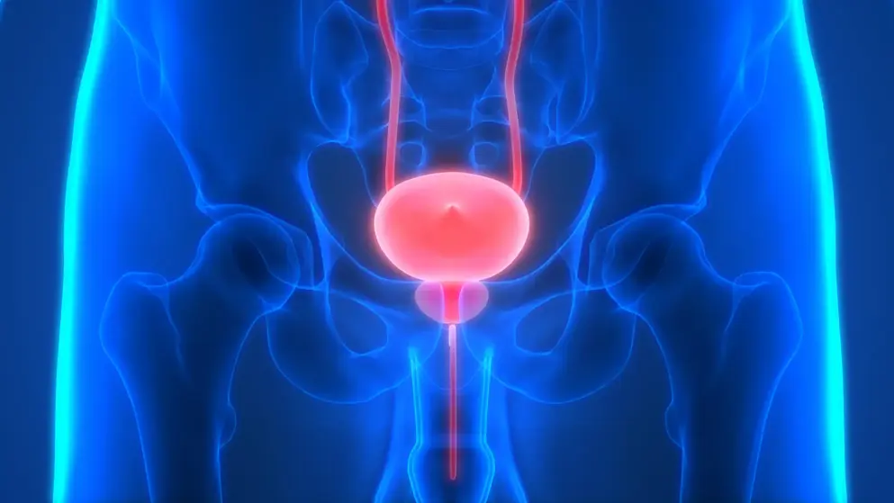 Digital image of blue pelvis with a bladder highlighted in pink