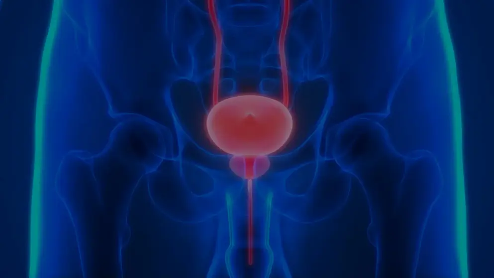 Digital image of blue pelvis with a bladder highlighted in pink