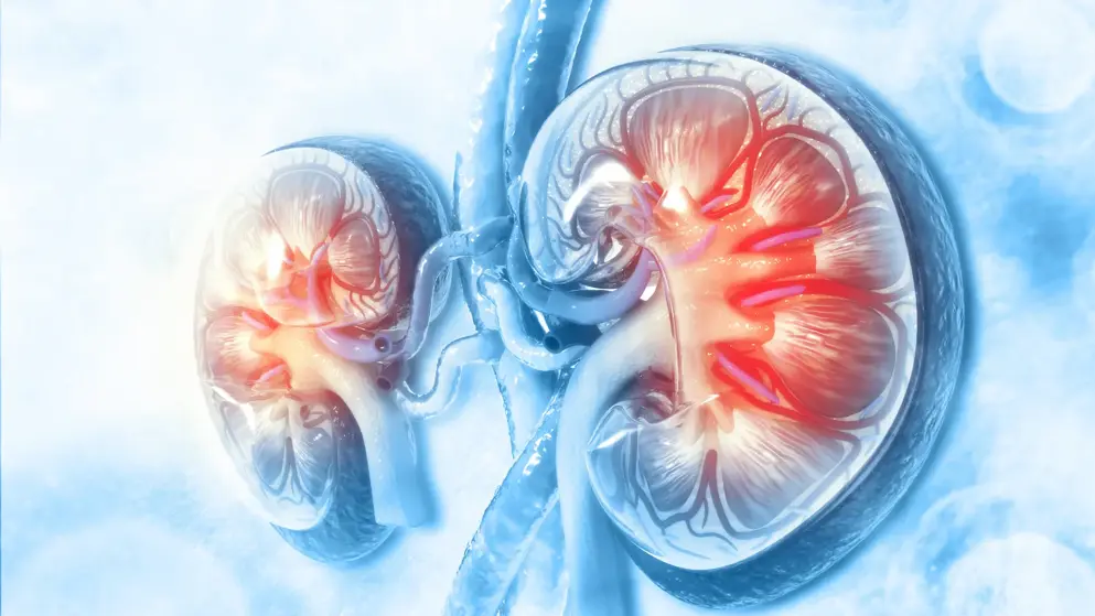 A digital image of two human kidneys, stylised in blue and red