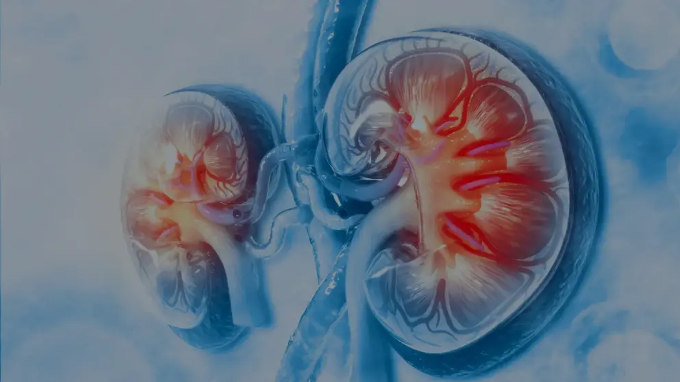 A digital image of two human kidneys, stylised in blue and red