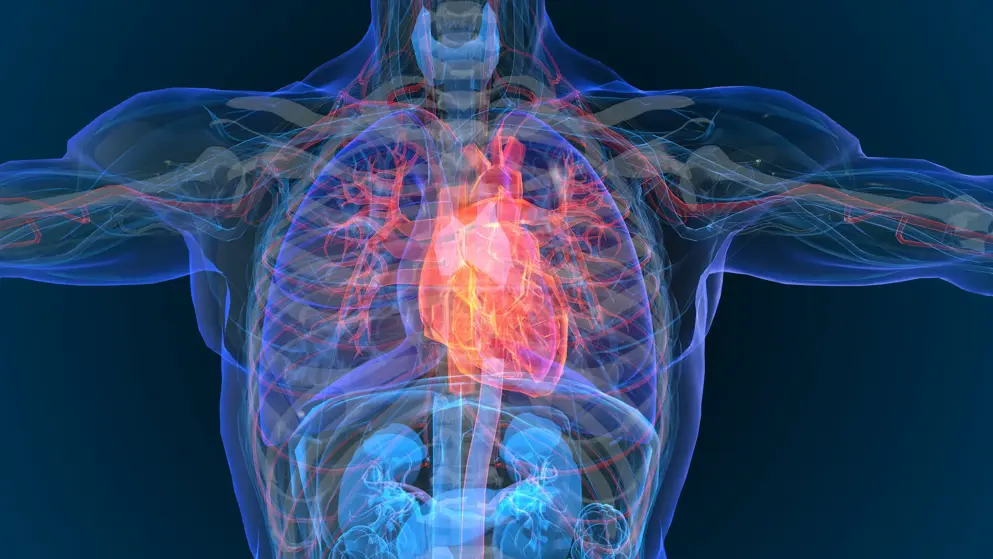 Semi-transparent human torso rendered in blue with the heart highlighted in red and orange