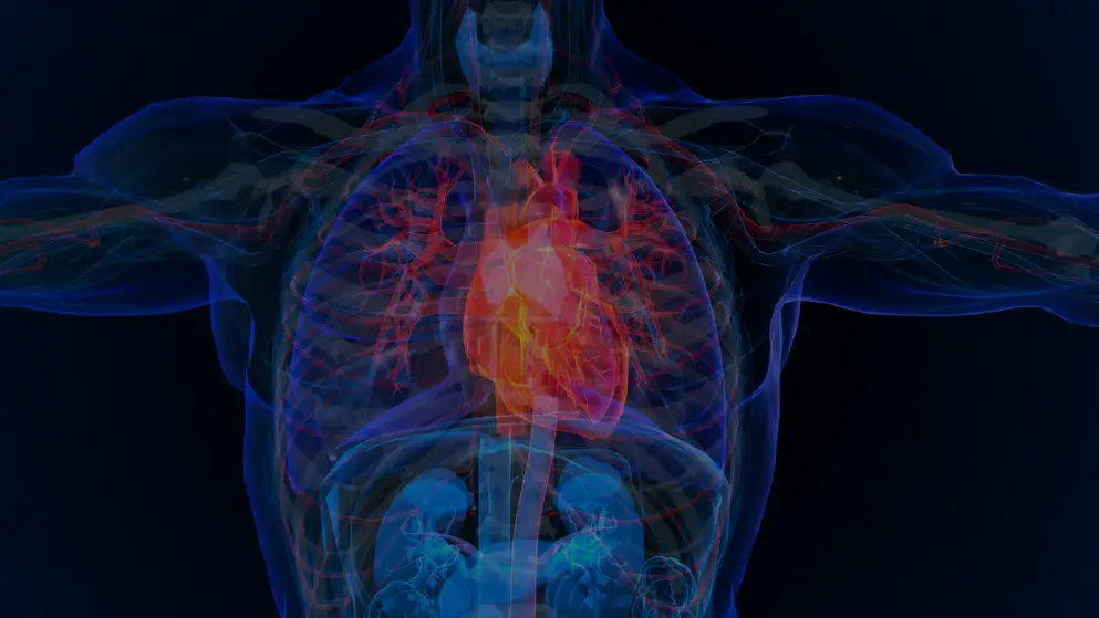 Semi-transparent human torso rendered in blue with the heart highlighted in red and orange