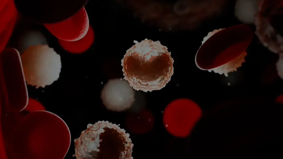 Red and white blood cells within the body, representing blood cancers