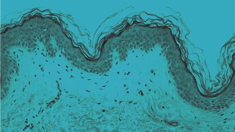 Micrograph of epidermis and dermis, cellular image, blue overlay
