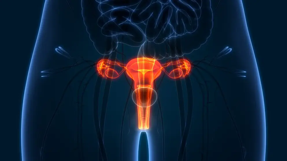 Digital illustration of the female reproductive system highlighted in red and orange