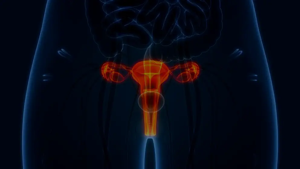 Digital illustration of the female reproductive system highlighted in red and orange