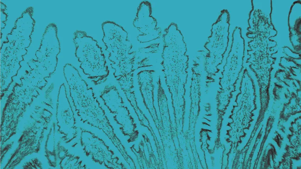 Сross section of the small intestine, cellular image, blue overlay