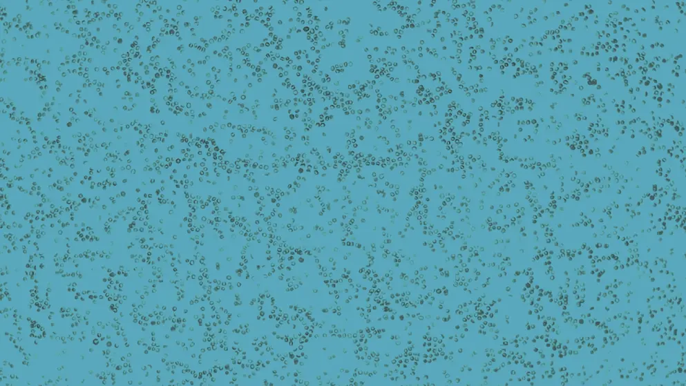 Smear of red blood cells in blood plasma, cellular image, blue overlay