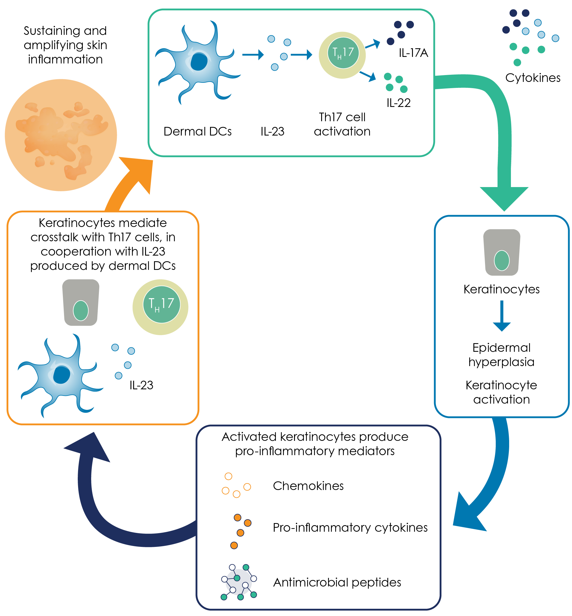 Figure 7. The ‘IL-23/Th17 axis’ model of psoriasis (Adapted44). IL, interleukin. IL-23 secreted by dermal dendritic cells (DCs) induces Th17 cell activation, with production of pro-inflammatory cytokines such as IL-17A and IL-22. These cytokines act on keratinocytes, inducing epidermal hyperplasia and keratinocyte activation. Activated keratinocytes produce proinflammatory mediators, and keratinocytes mediate crosstalk with Th17 cells, in cooperation with IL-23, to sustain and amplify skin inflammation44.