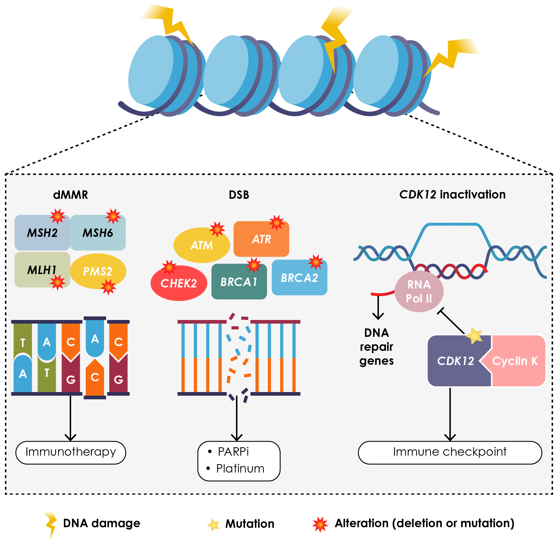 Figure 8. DNA repair pathway in metastatic castration-resistant prostate cancer.70 Reproduced from Ku et al.70 with permission from Springer Nature. CDK, cyclin-dependent kinase; DSB, double-strand breaks; PARPi, poly adenosine diphosphate-ribose polymerase inhibitor; RNA Pol II, RNA polymerase II.