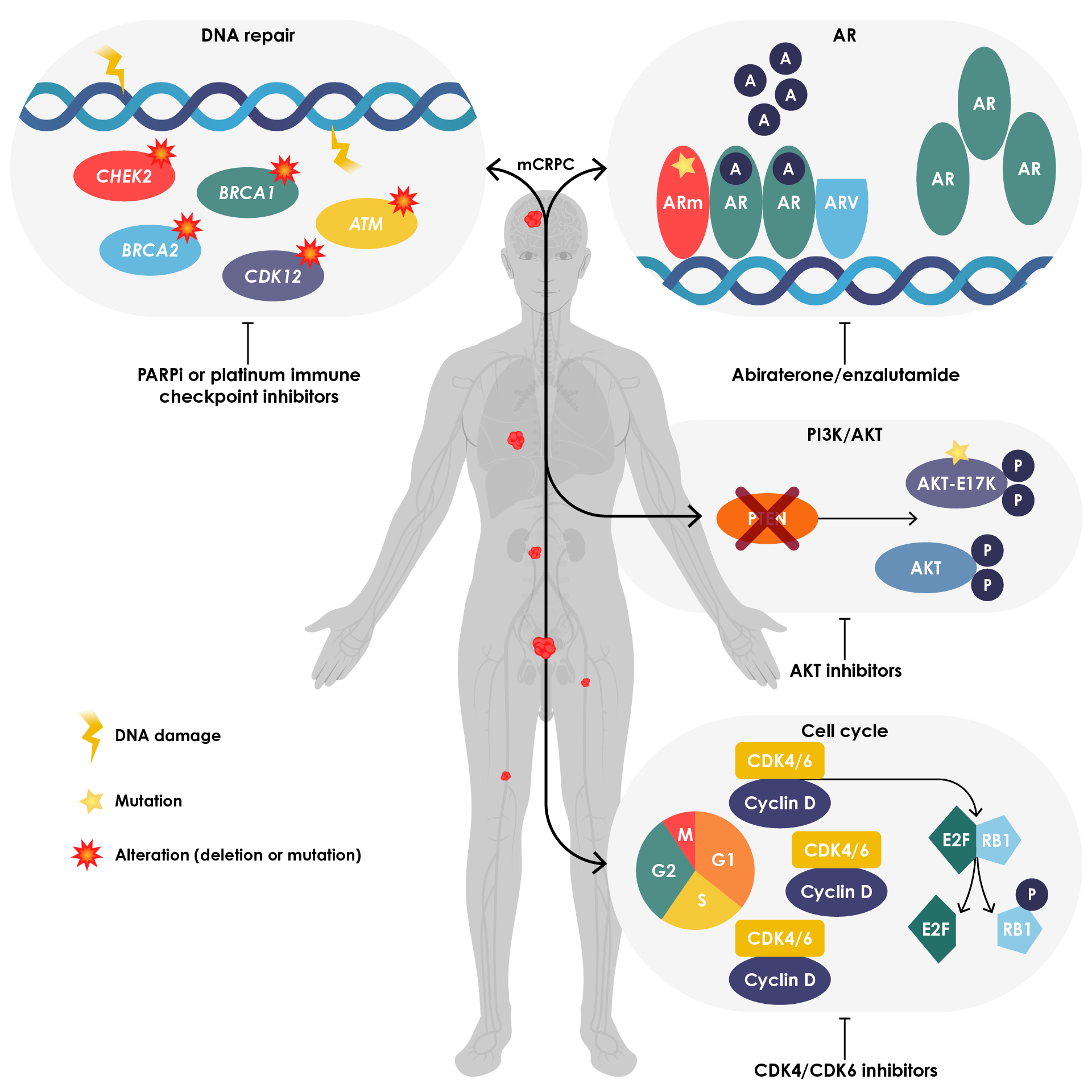 Figure 5. Precision medicine in metastatic castration-resistant prostate cancer.70 Reproduced from Ku et al.70 with permission from Springer Nature. A, androgen; AR, androgen receptor; ARm, mutant AR; ARV, AR splice-variant; CDK, cyclin-dependent kinase; mCRPC, metastatic castration-resistant prostate cancer; PARPi, poly adenosine diphosphate-ribose polymerase inhibitor.