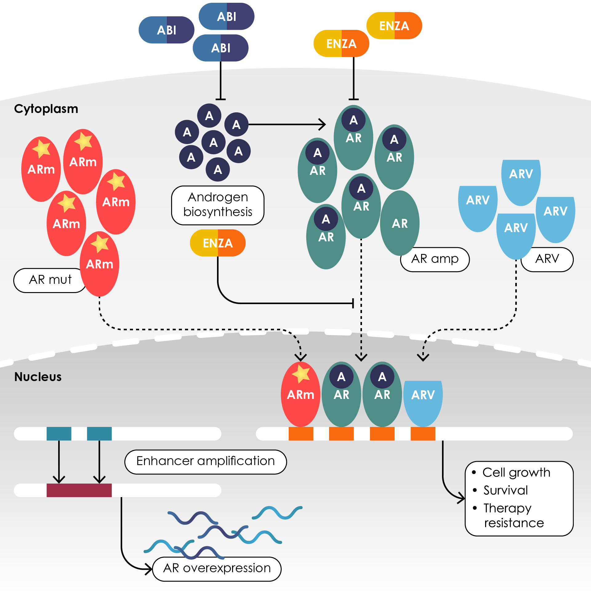 Figure 6. Altered androgen-receptor signaling in metastatic castration-resistant prostate cancer.70 Reproduced from Ku et al.70 with permission from Springer Nature. A, androgen; ABI, abiraterone; AR, androgen receptor; ARm, mutant AR; ENZA, enzalutamide; mut, mutation.