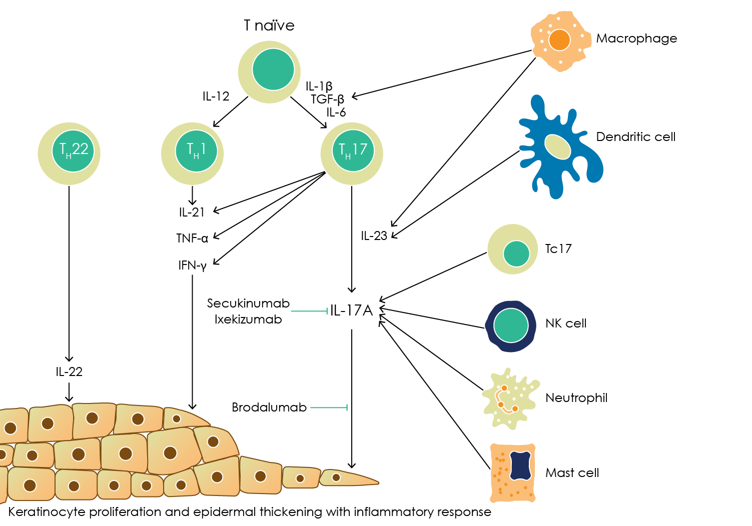 Figure 6. IL-17A in the pathogenesis of psoriasis, and targets for brodalumab, secukinumab, and ixekizumab