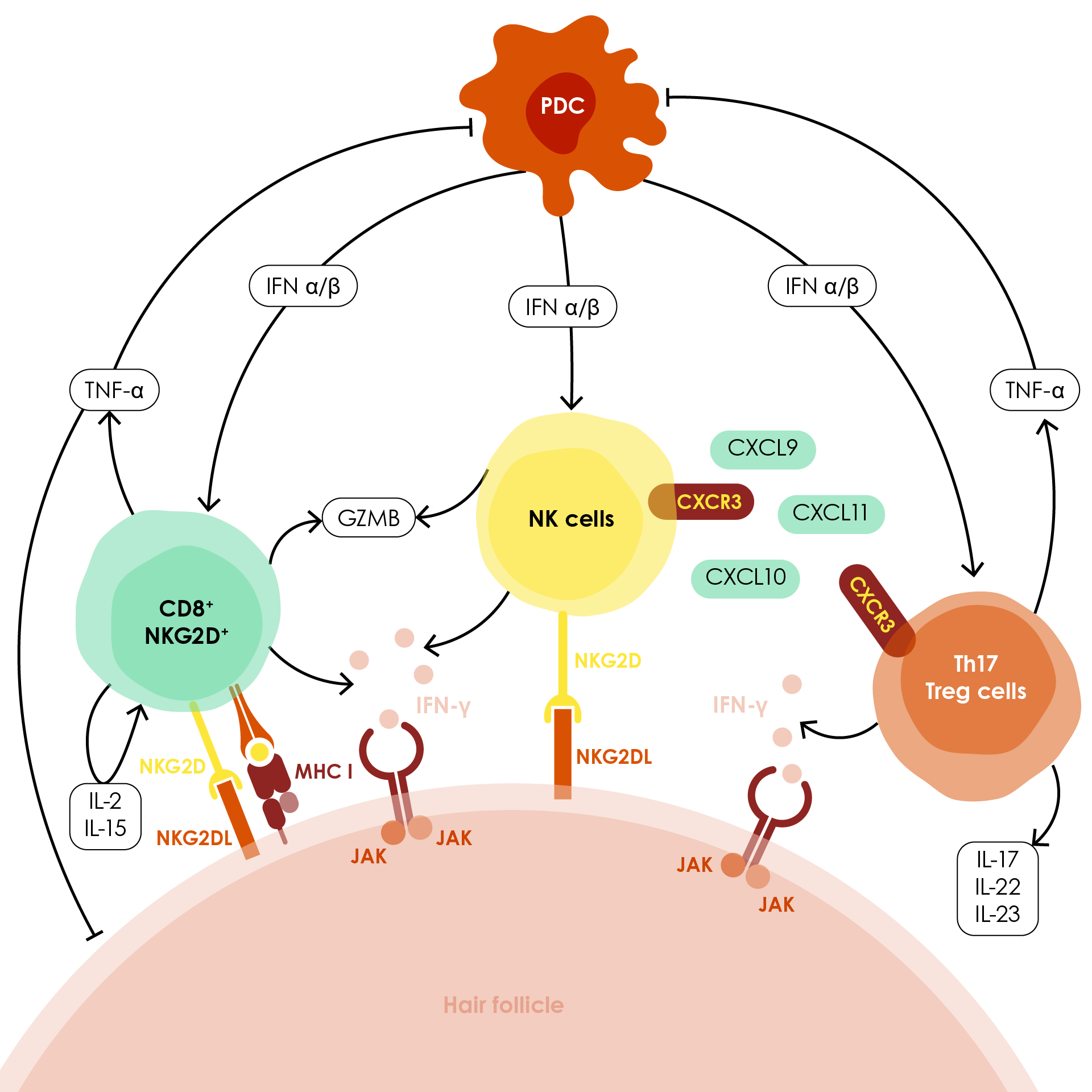 Initial autoimmune mechanisms in alopecia areata