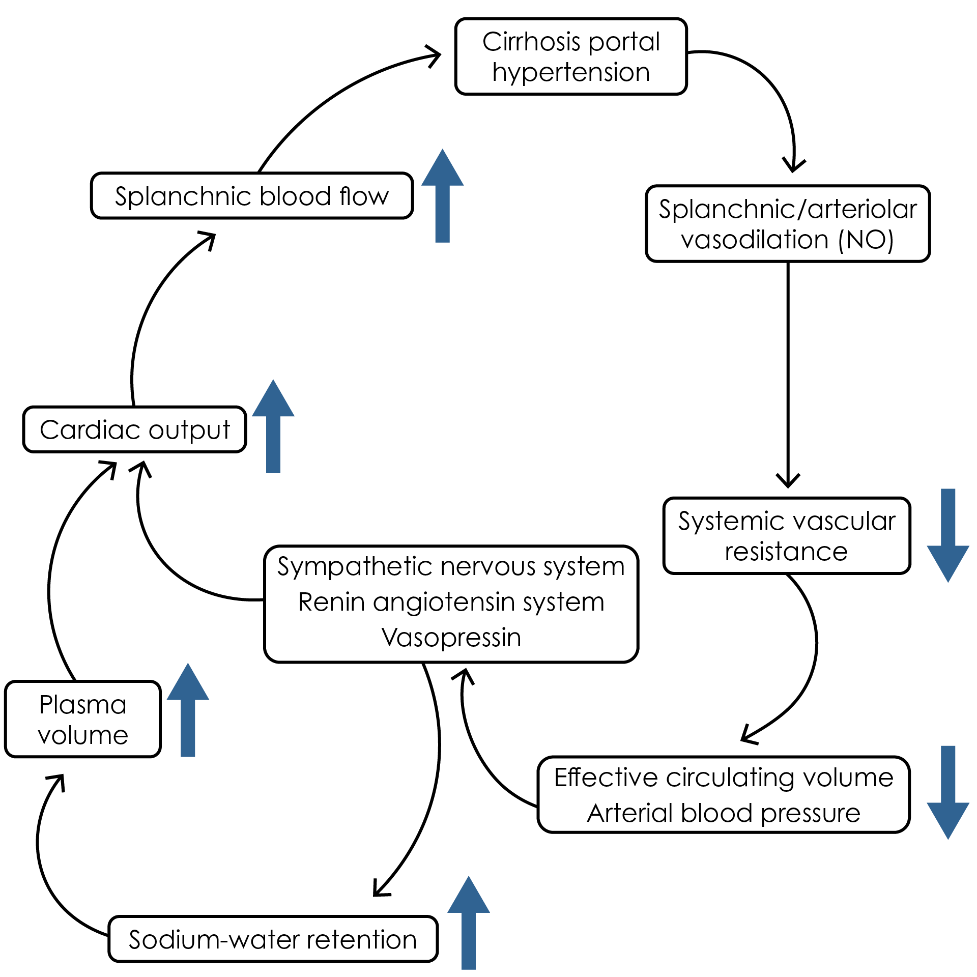 The physiological cascade of events in cirrhosis