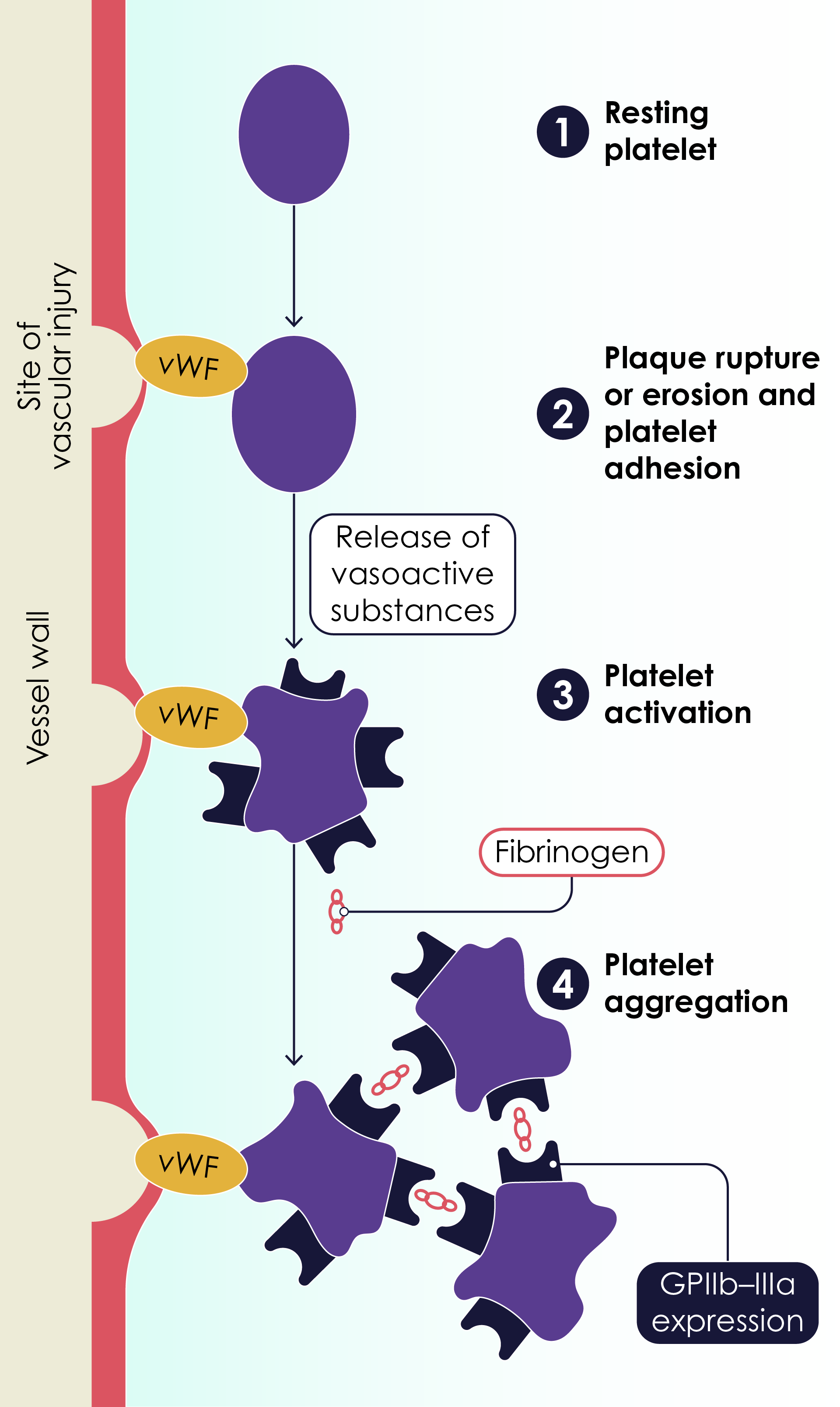 Role of platelets in acute coronary syndrome pathophysiology