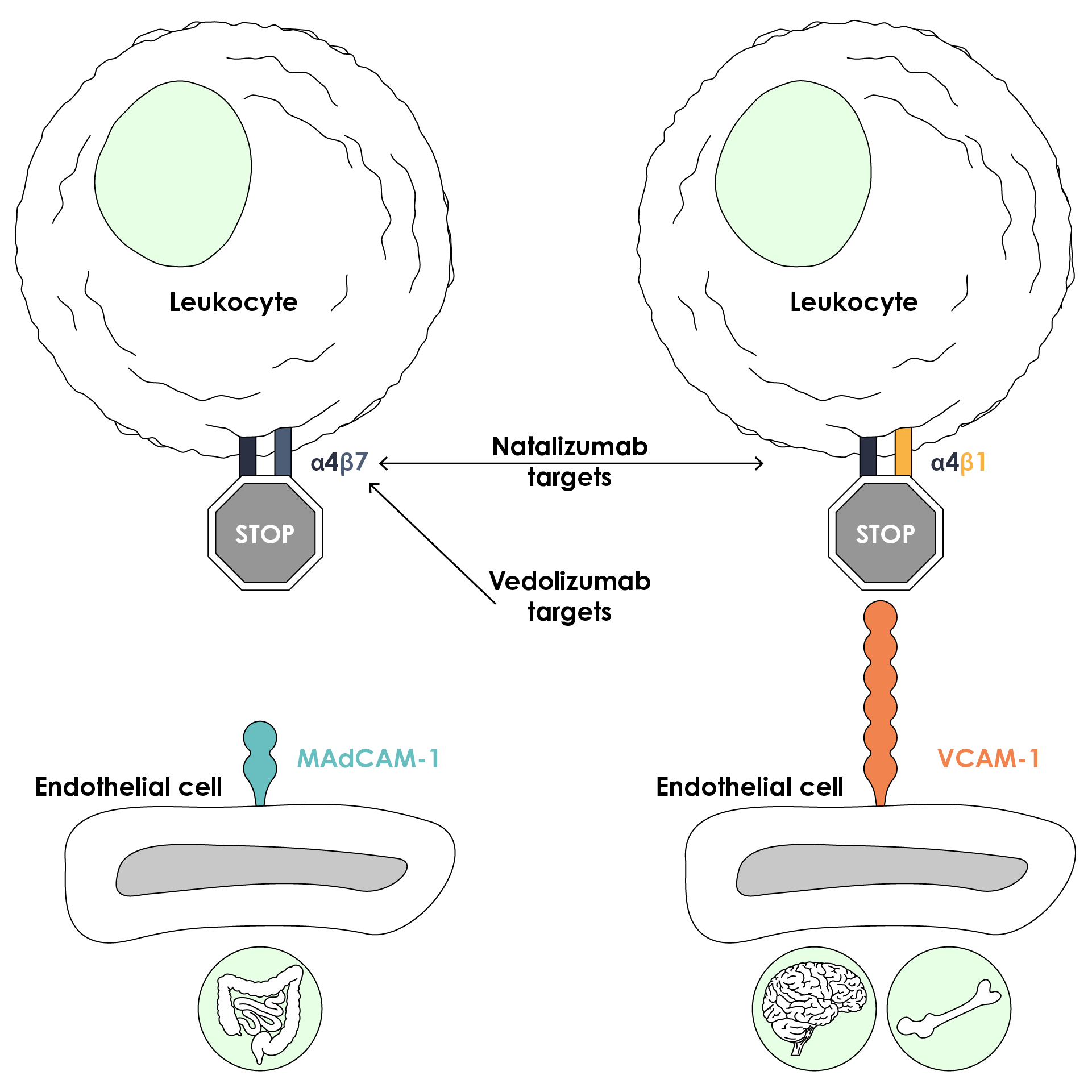 Anti-integrins mechanisms of action. Natalizumab targets both α4β7 and α4β1 integrins, while vedolizumab is gut selective, targeting α4β7 only