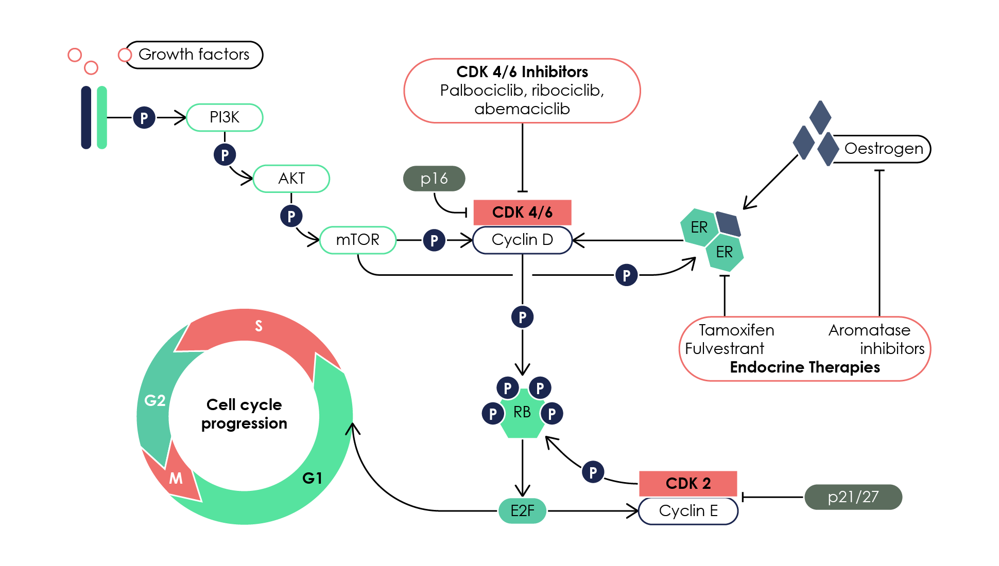 Retinoblastoma (RB) lies downstream of CDK4/6 signalling