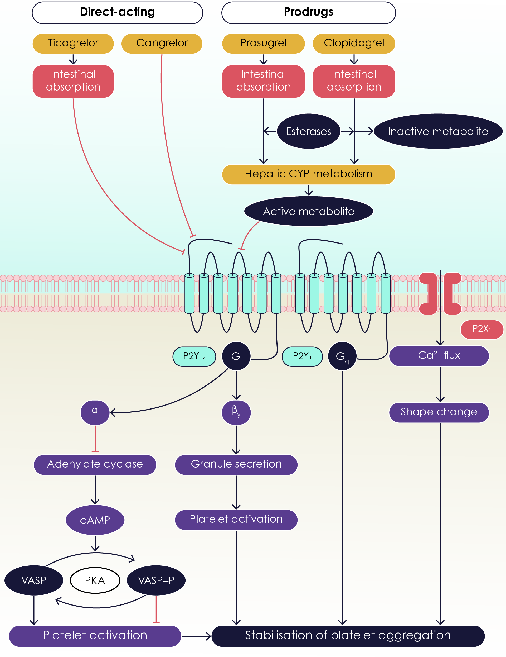 P2Y12 receptor inhibition by different antiplatelet drugs