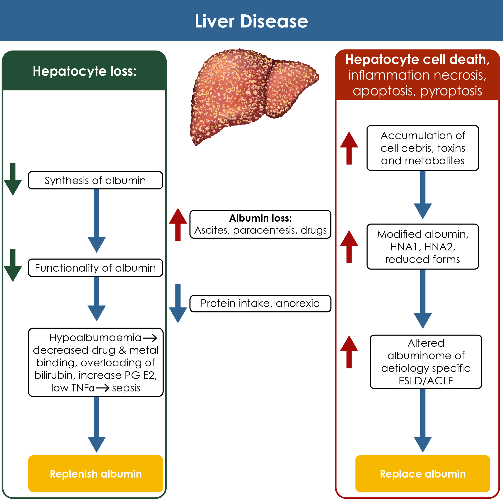 Albumin in liver disease