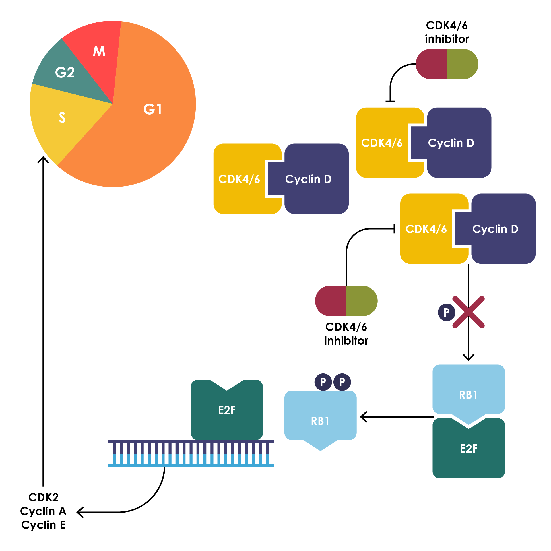 Figure 9. Dysfunctional cell cycle in metastatic castration-resistant prostate cancer.70 Reproduced from Ku et al.70 with permission from Springer Nature. CDK, cyclin-dependent kinase.