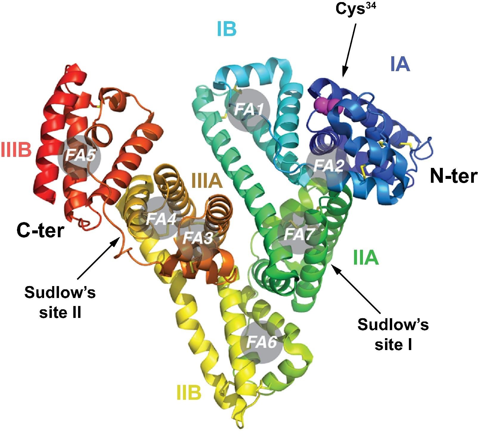 Molecular structure of human serum albumin