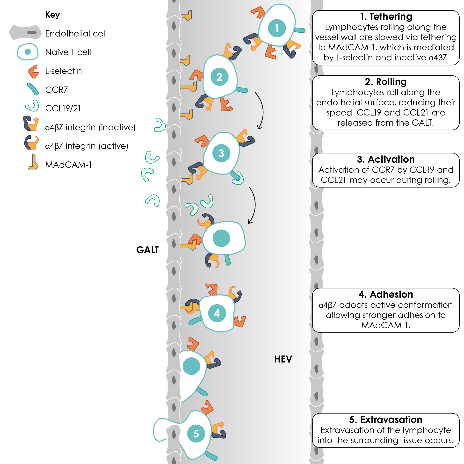 Lymphocyte adhesion and extravasation