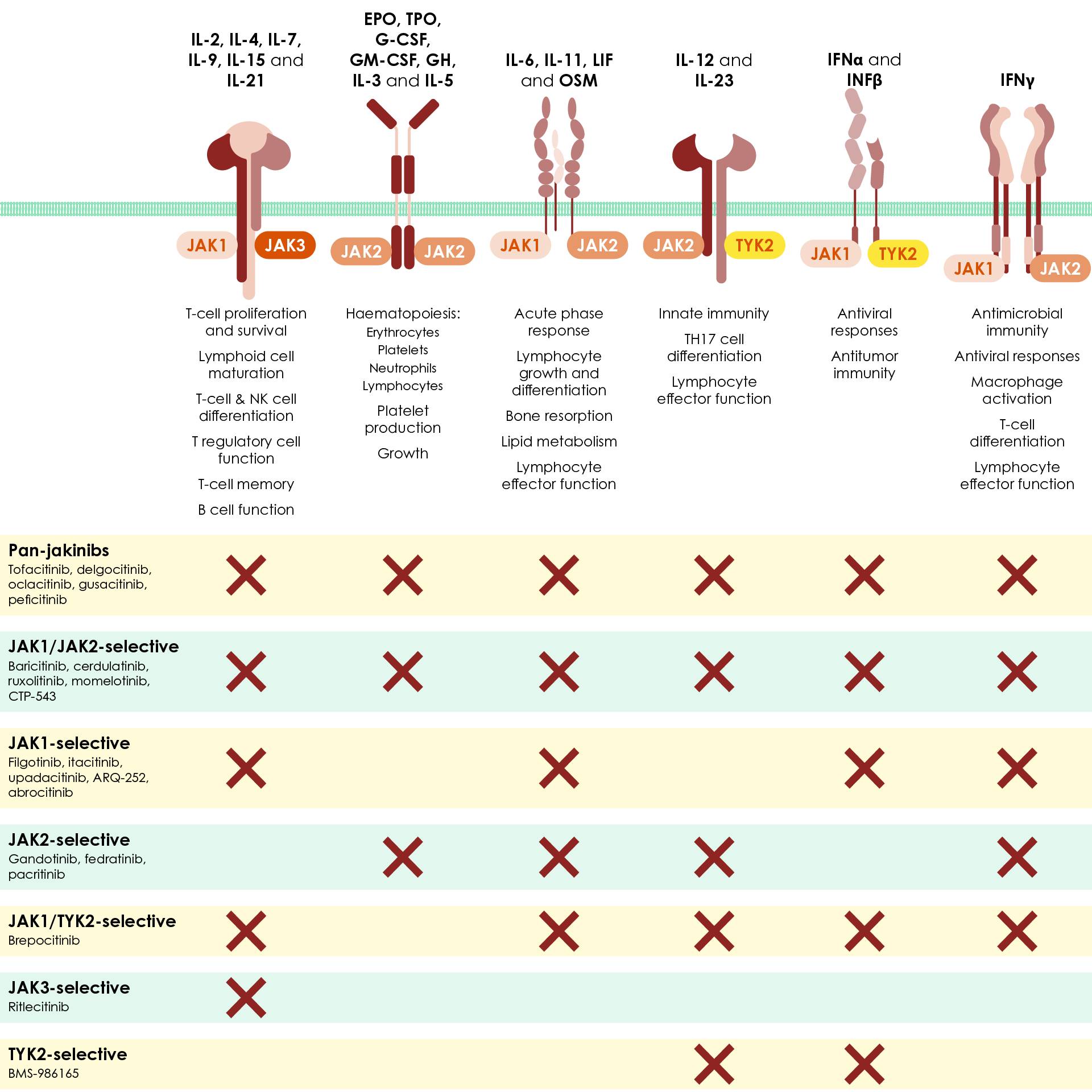 Selective blockade of JAK molecules