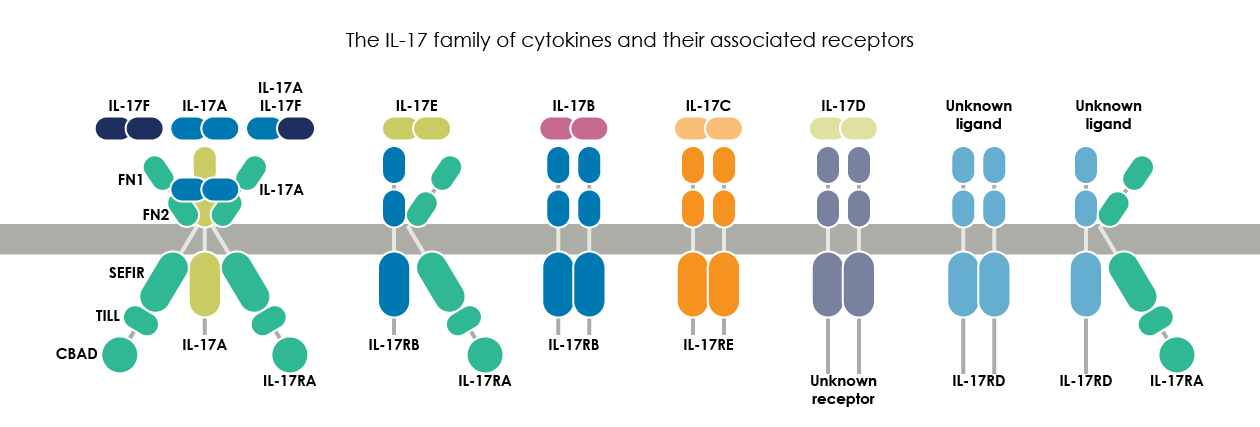 IL-17 sustains inflammation in psoriatic plaques by stimulating production of antimicrobial peptides leading to the recruitment of inflammatory cells, enhanced proliferation of keratinocytes and inhibition of keratinocyte differentiation