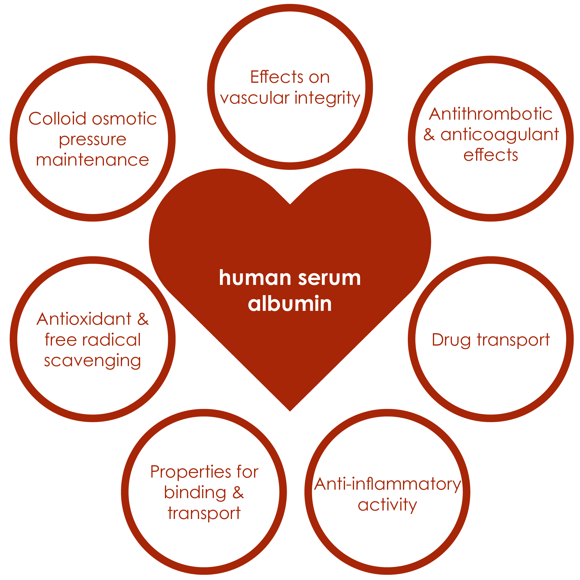 The functions of albumin