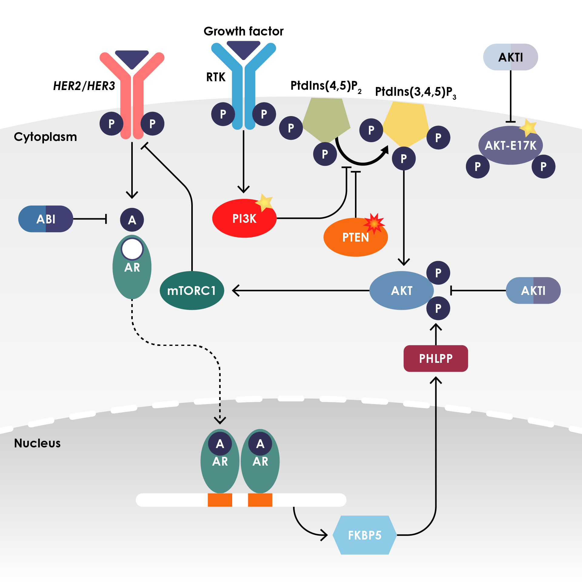 Figure 7. Dysfunctional PI3K-AKT signaling in metastatic castration-resistant prostate cancer.70 Reproduced from Ku et al.70 with permission from Springer Nature. Note: abiraterone acetate is converted in vivo to abiraterone, an androgen-synthesis inhibitor.82,83 A, androgen; ABI, abiraterone; AKT, protein kinase B; AKTI, AKT inhibitor; AR, androgen receptor; FKBP5, FK506-binding protein 5; PHLPP, PH domain leucine-rich repeat protein phosphatase; Ptdlns(3,4,5), P3, phosphatidylinositol 3,4,5-trisphosphate; Ptdlns(4,5), P2, phosphatidylinositol 4,5-bisphosphate; RTK, receptor-tyrosine kinase.