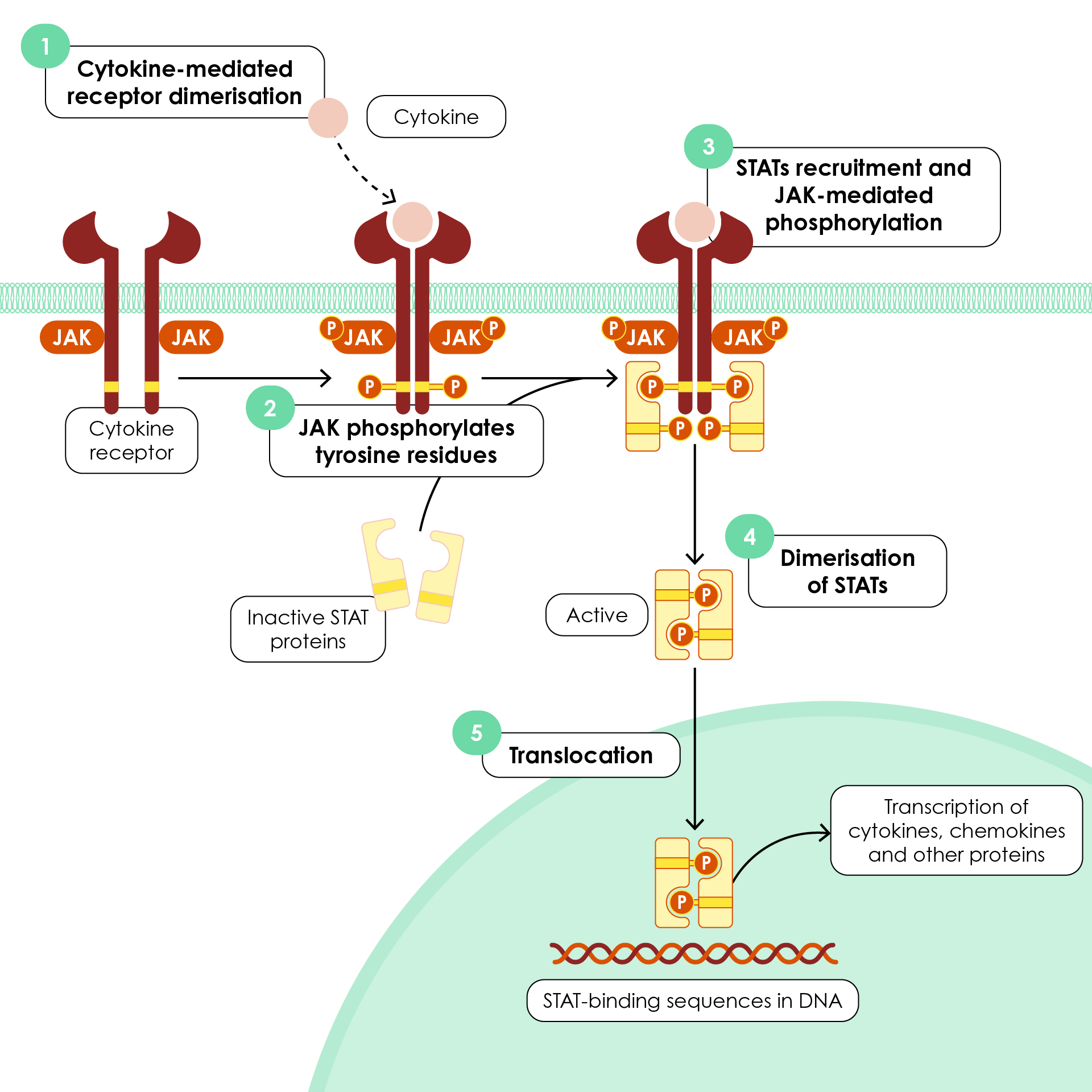 Cytokine signalling through the JAK/STAT pathway