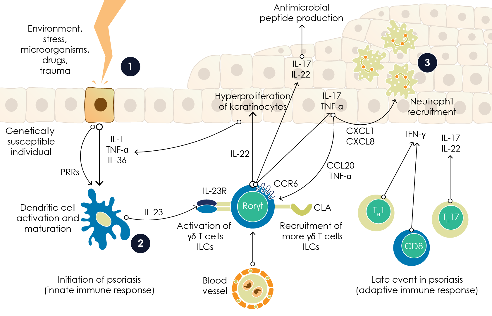 Figure 4. Initiation of psoriasis (adapted from Becher et al., 2012).