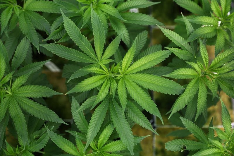 Health Rounds: Cannabis drug superior to opioids for lower back pain-