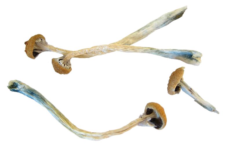Health Rounds: Researchers gain new insight into how psychedelics affect the brain-